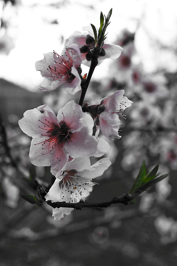 Nature Photograph - Peaches in Bloom by Jeannie Owens
