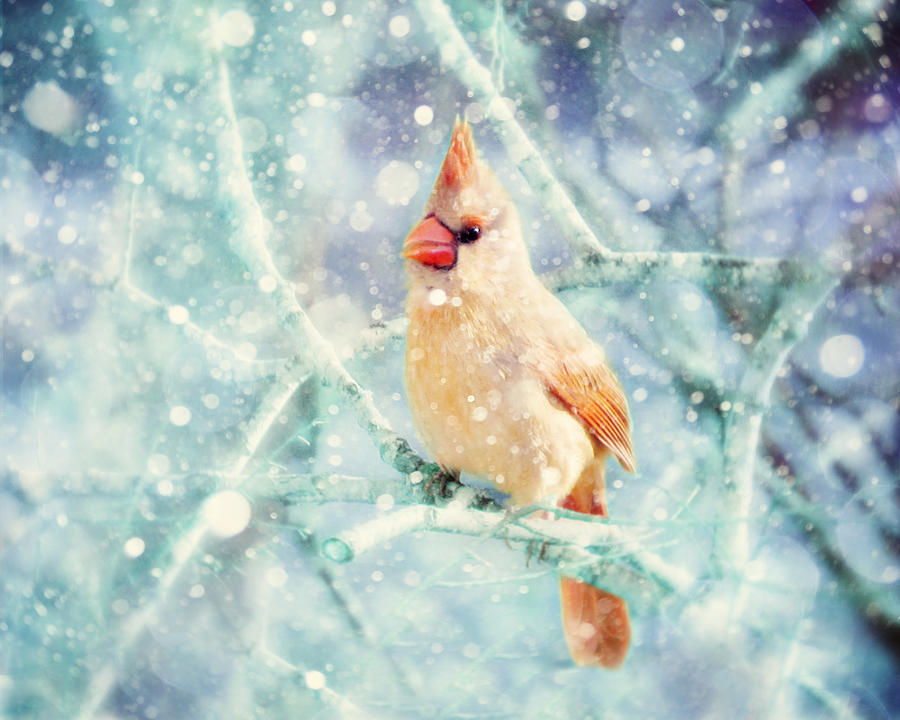 Bird Photograph - Peaches in the Snow by Amy Tyler