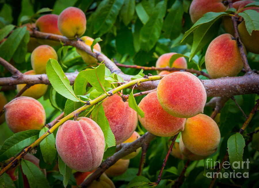 Fruit Photograph - Peaches by Inge Johnsson