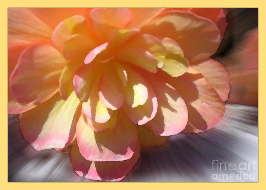 Peachy Begonia Bordered Photograph by Joan-Violet Stretch