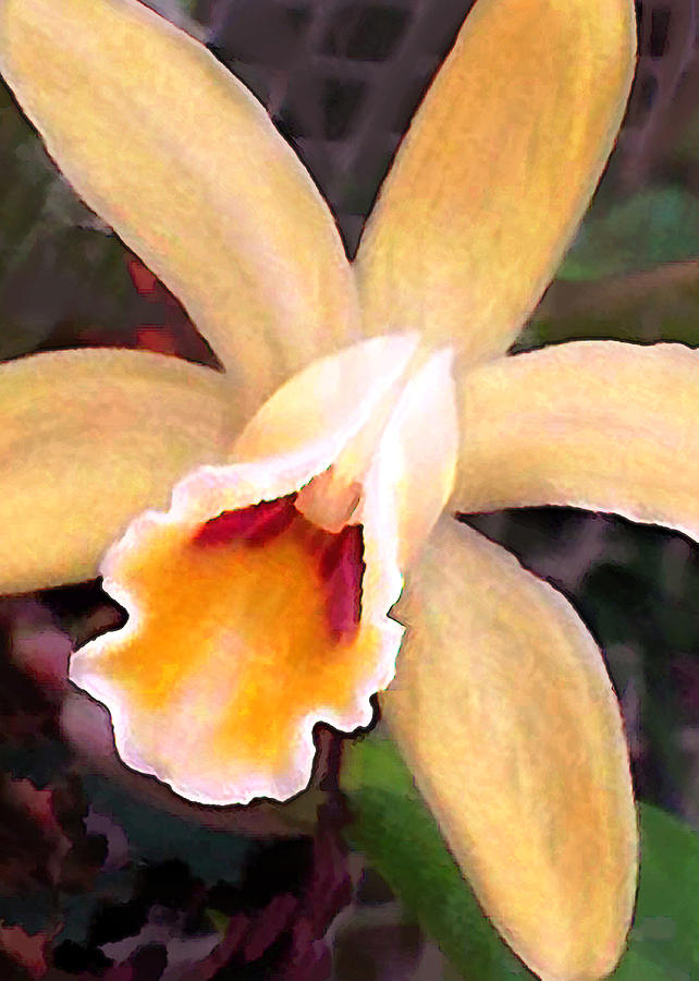 Orchid Painting - Peachy Cattleya Orchid by Elaine Plesser