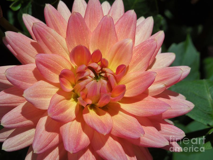 Peachy Dahlia Photograph by Chad and Stacey Hall