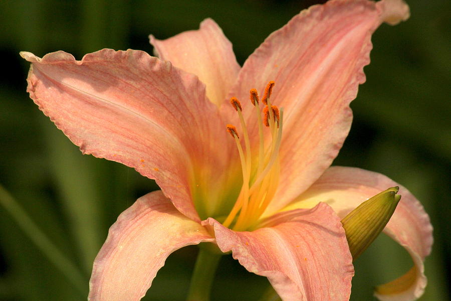 Peachy Day Lily Photograph by Rosanne Jordan