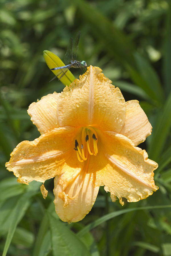 Peachy Daylily and Dragonfly Photograph by Kathy Clark