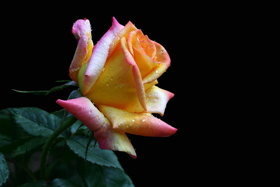 Rose Photograph - Peachy by Doug Norkum