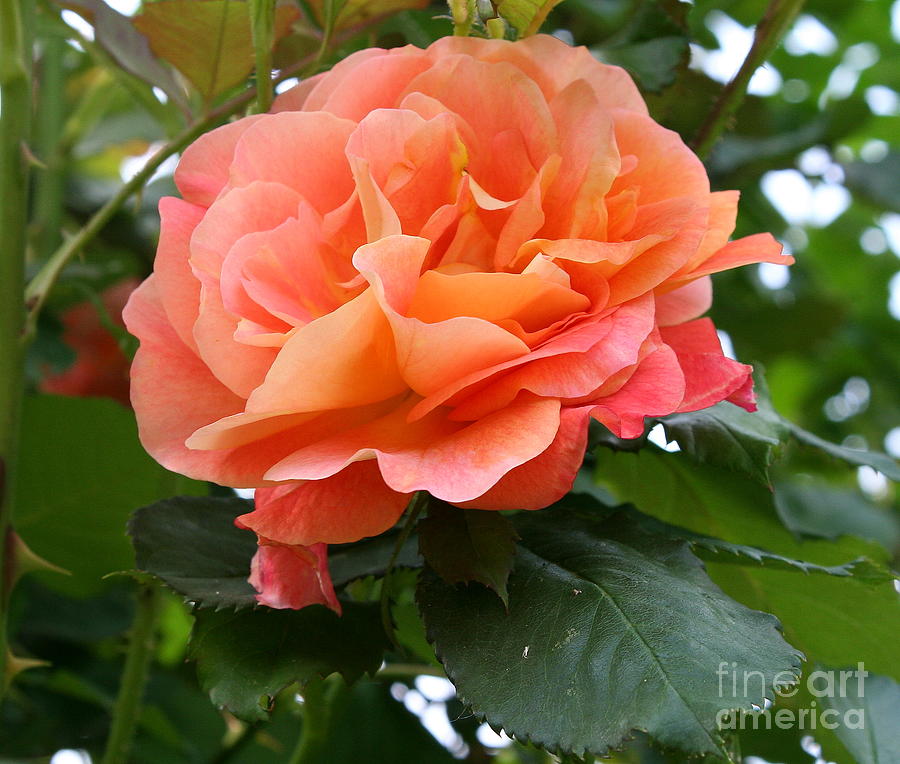 Nature Photograph - Peachy Elegance by Christiane Schulze Art And Photography
