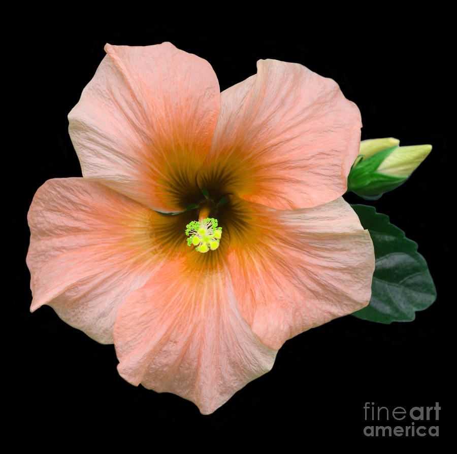 Flower Photograph - Peachy hibiscus by Rosemary Calvert