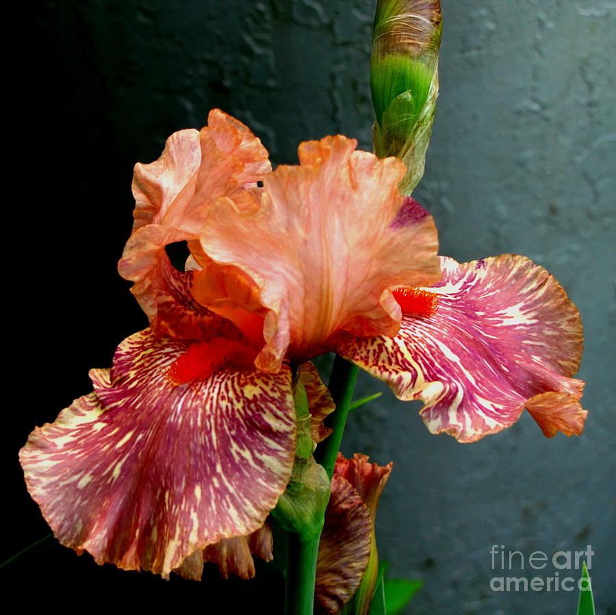 Flower Photograph - Peachy Iris Perfection by Marilyn Smith