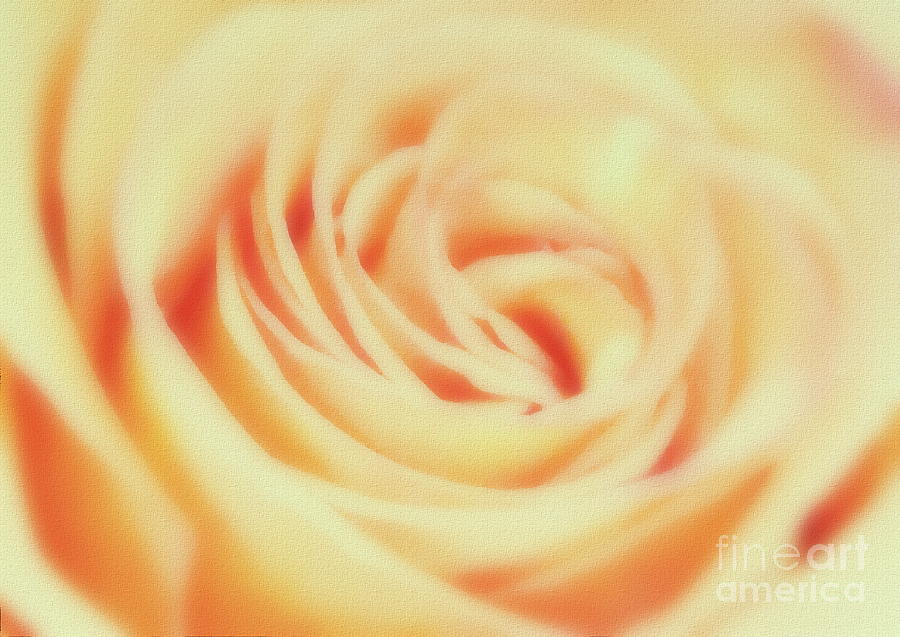 Rose Photograph - Peachy Keen by Andrea Kollo