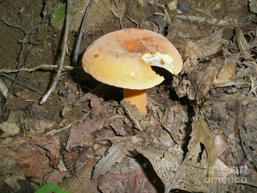 Peachy Keen - Boletus Mushroom Photograph by Carol Senske