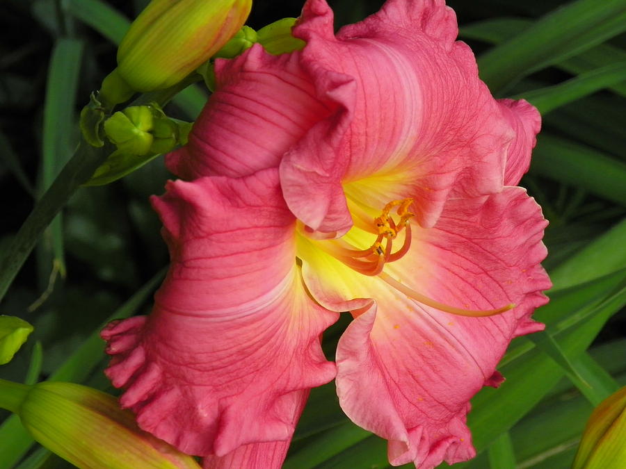Lily Photograph - Peachy Lily by Gene Cyr