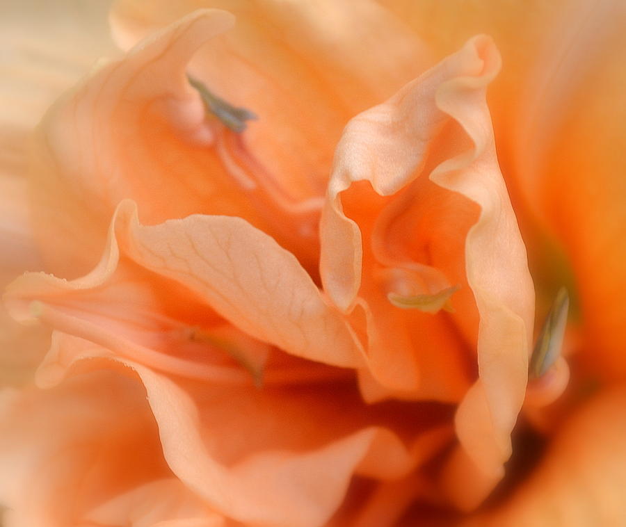Peachy Photograph by Michelle Ayn Potter