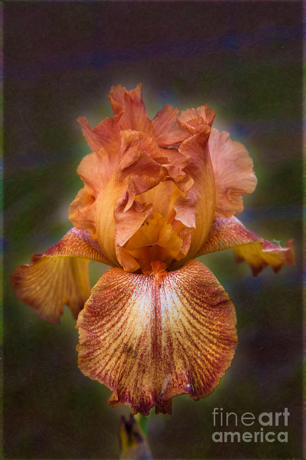 Peachy Perfect Iris Garden Art by Omaste Witkowski Photograph by Omaste Witkowski