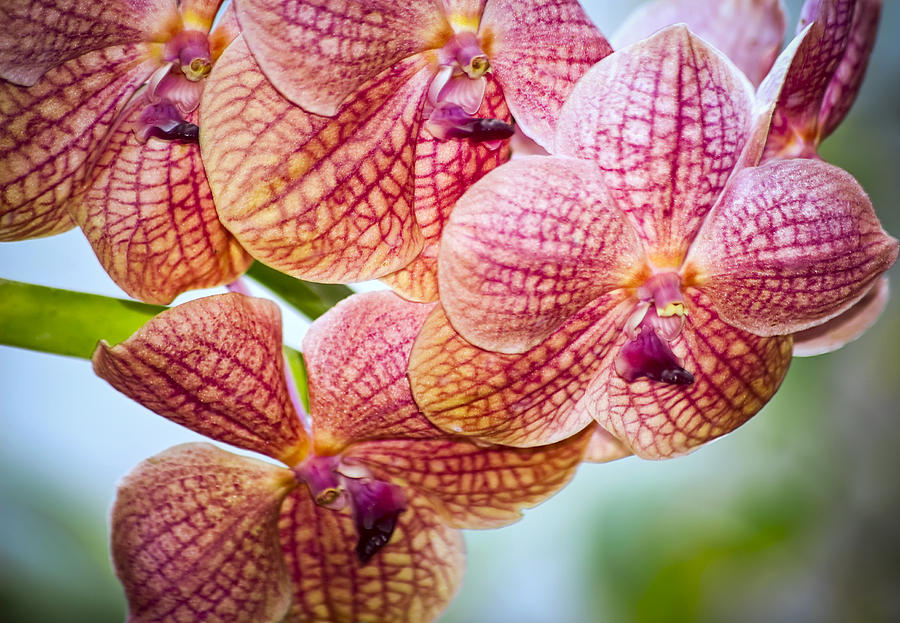 Peachy Pink Photograph by Carolyn Marshall