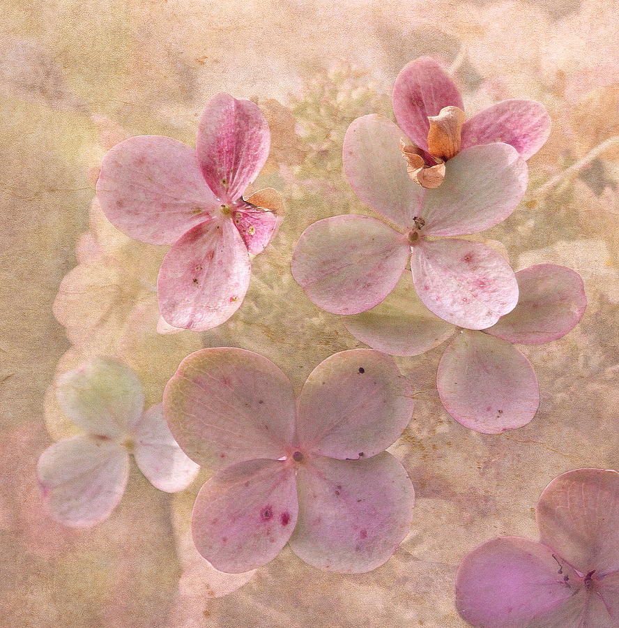 Peachy Pink Floral Photograph by Angie Vogel