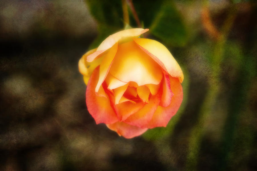 Peachy Rose Photograph by Joan Bertucci