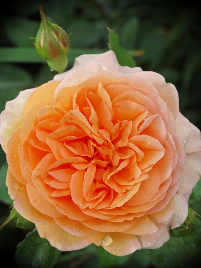 Peachy Rose Photograph by MTBobbins Photography
