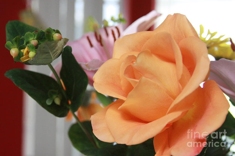 Flower Photograph - Peachy Rose by Robin Pedrero