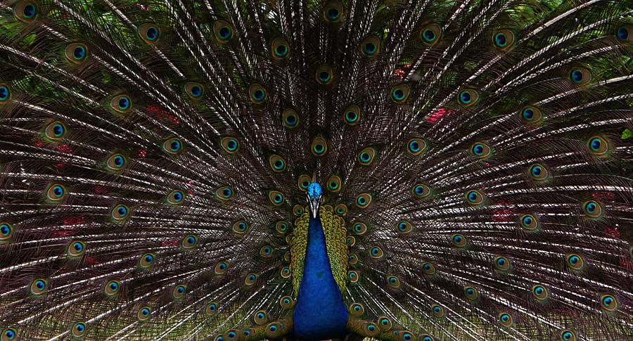 Peacock - Looking at You Photograph by Richard Reeve