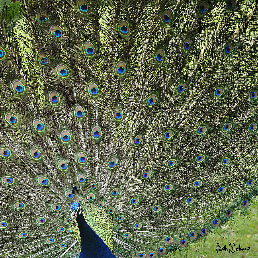 Peacock Display Photograph By Beth B Johns