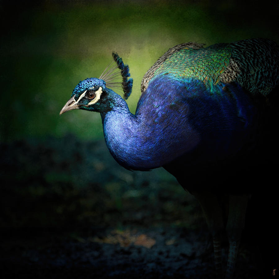 Peacock 1 - Wildlife Photograph by Jai Johnson