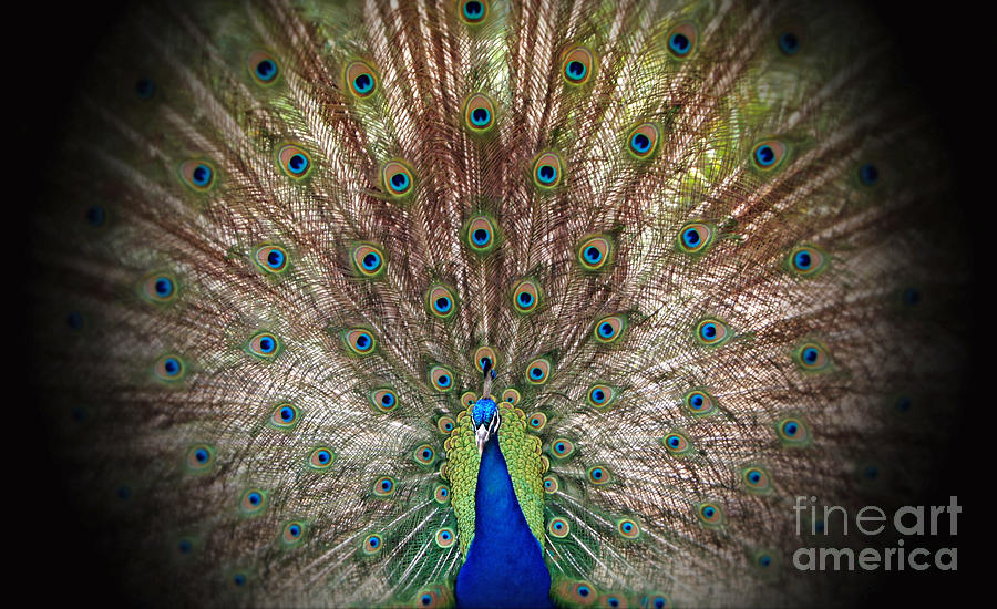 Peacock 10 Photograph