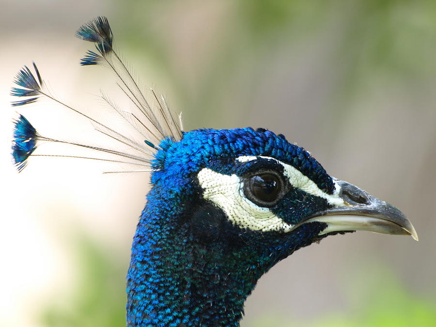 Peacock Photograph - Peacock 2 by Jeffrey Peterson