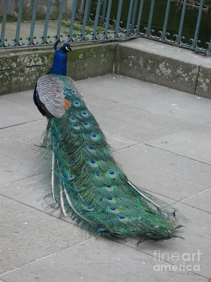 Peacock 2 Photograph by Nora Boghossian