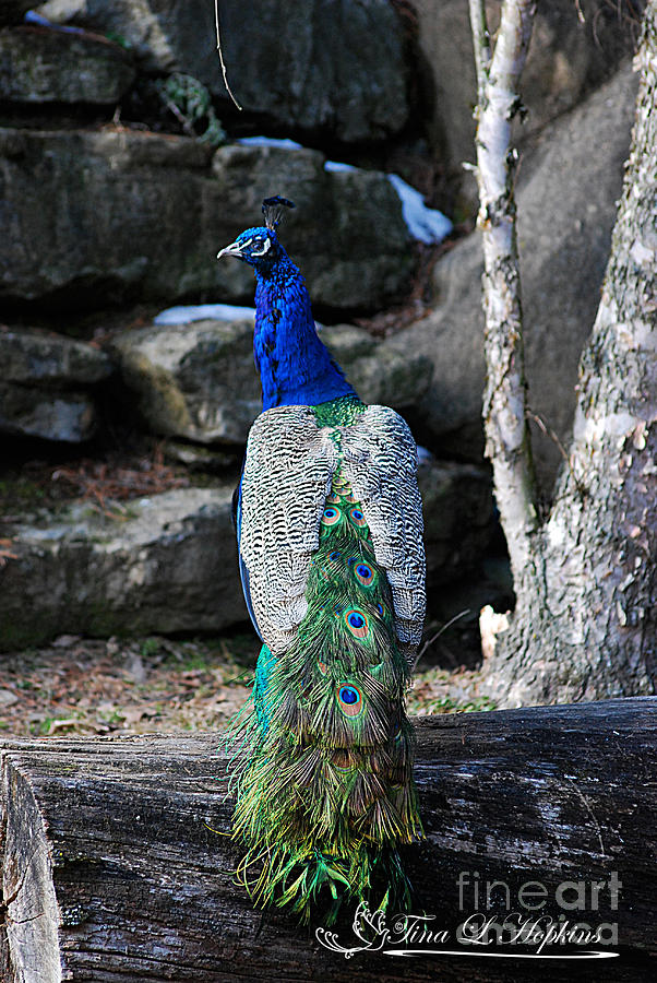 Peacock 20130107_157a Photograph by Tina Hopkins