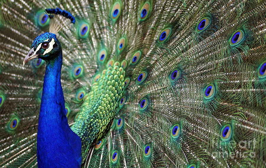 Bird Photograph - Peacock 22 by Ben Yassa