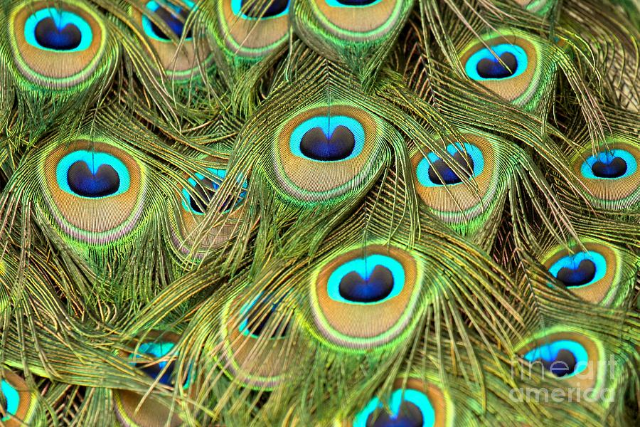 Peacock Abstract Closeup Photograph by Adam Jewell
