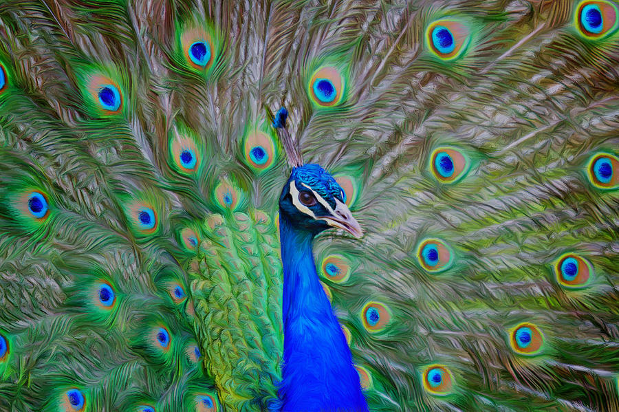 Peacock Photograph - Peacock by Alan Tunnicliffe