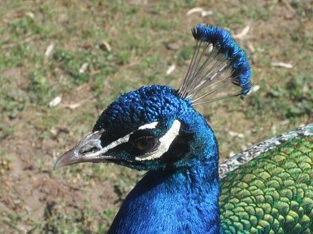 Peacock Photograph by Allyson Andrews - Fine Art America