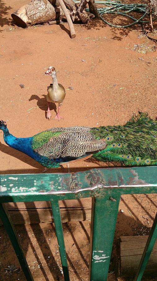 Peacock And Duck Photograph by Moshe Harboun