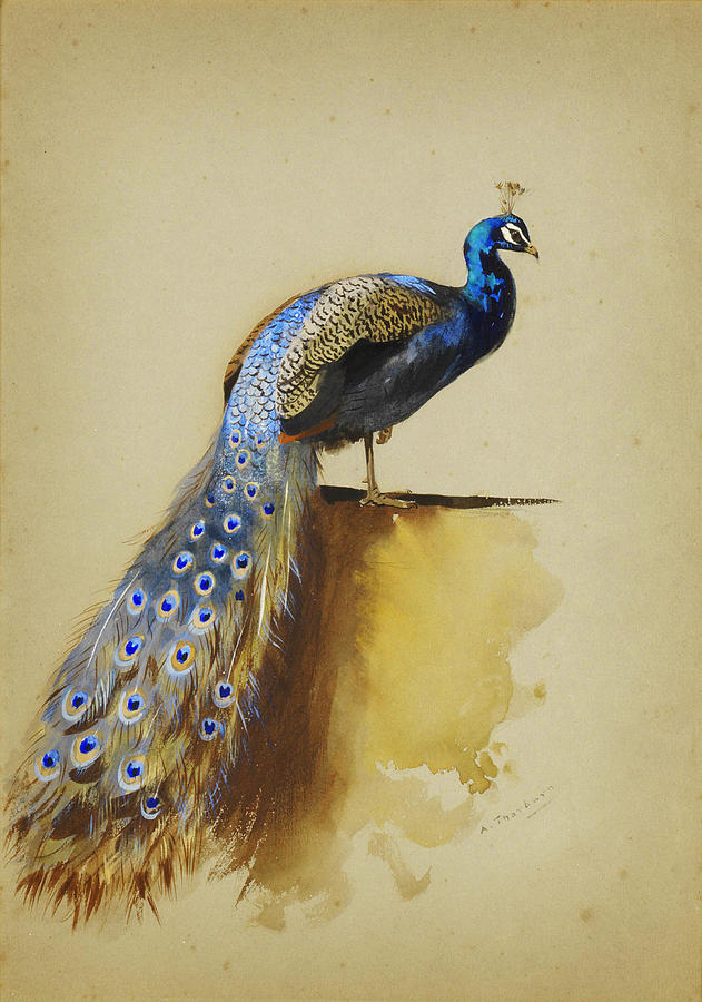 Peacock Painting by Celestial Images