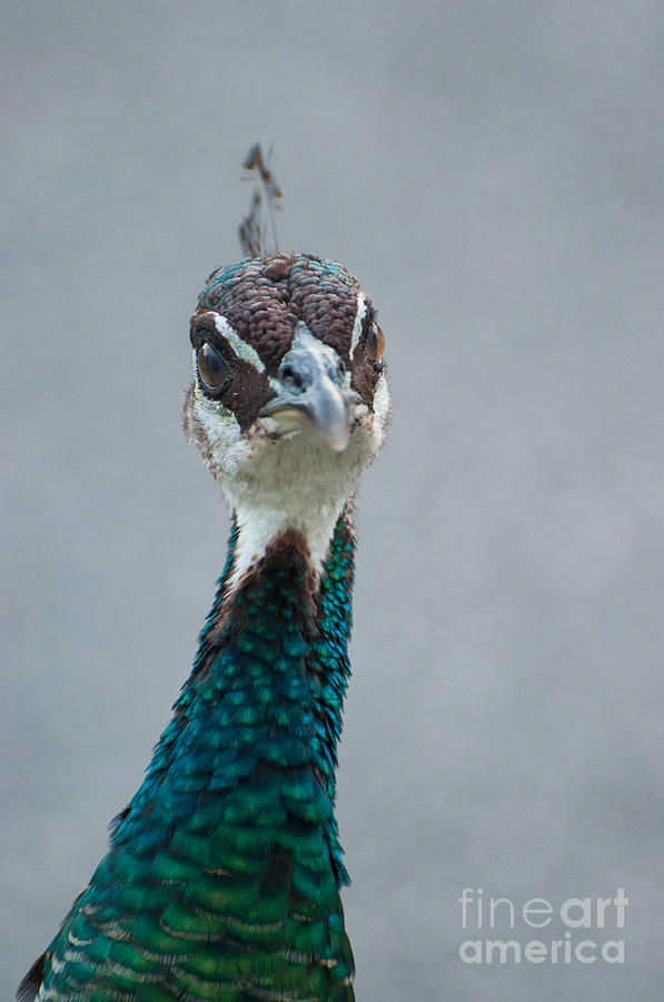 Peacock Attitude Photograph by Bianca Nadeau