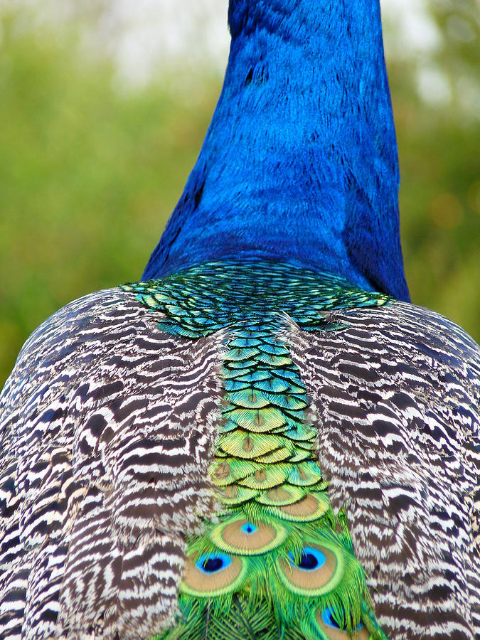 Peacock Photograph - Peacock Back by Jeff Lowe