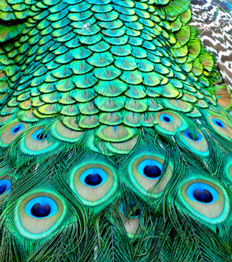 Peacock Back Photograph by Pat Exum