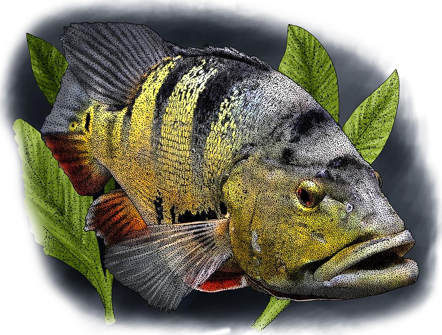 Peacock Bass Photograph by Roger Hall
