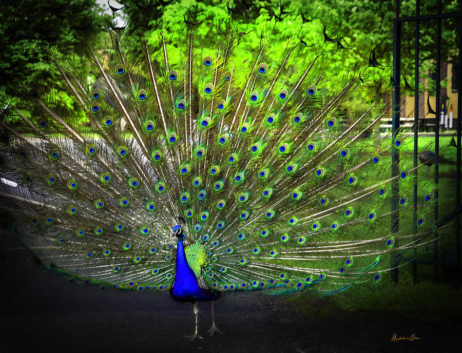 Peacock Beauty 3 Photograph by Madeline Ellis