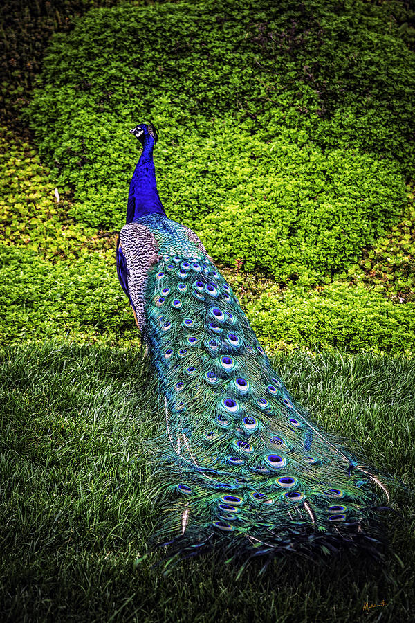 Peacock Beauty 5 Photograph by Madeline Ellis