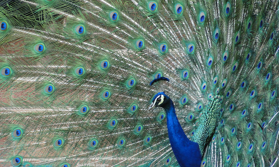 Peacock Photograph - Peacock Beauty by Cecily Vermote
