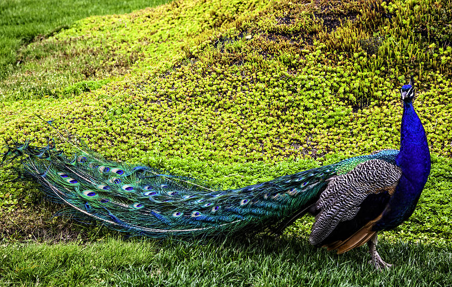 peacock-beauty-madeline-ellis.jpg