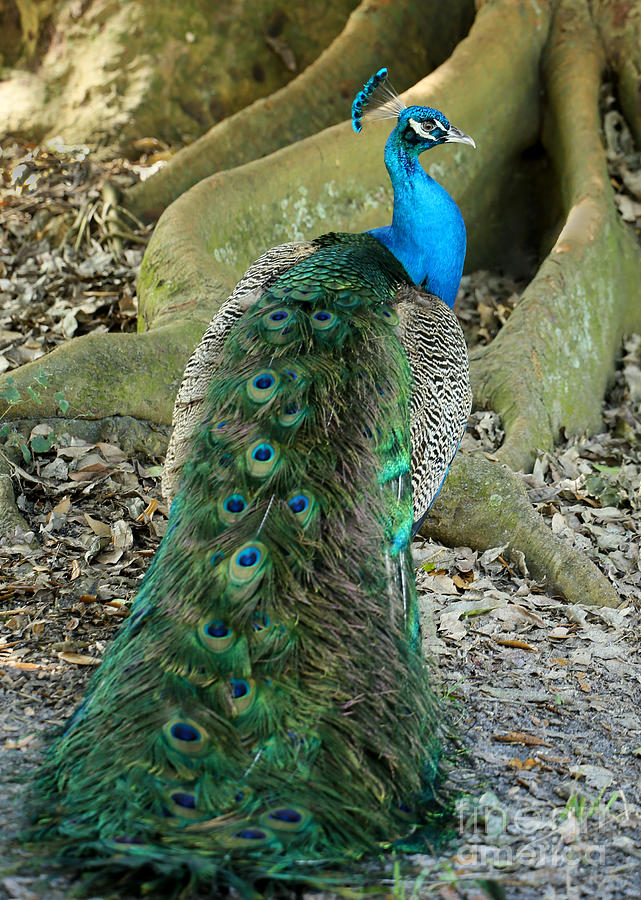 Bird Photograph - Peacock Beauty by Sabrina L Ryan