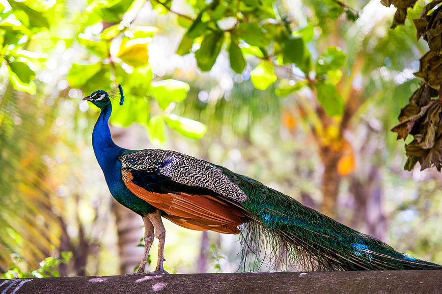 peacock flying into a rainbow