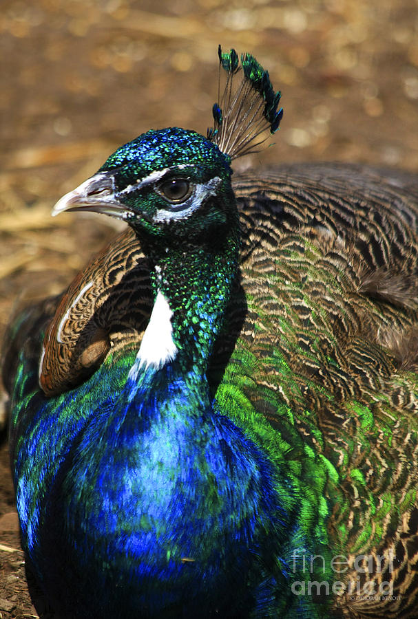 Peacock Photograph - Peacock Blue by Deborah Benoit