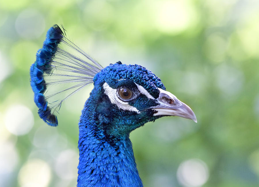 Peacock Blue Photograph by Kim Hojnacki