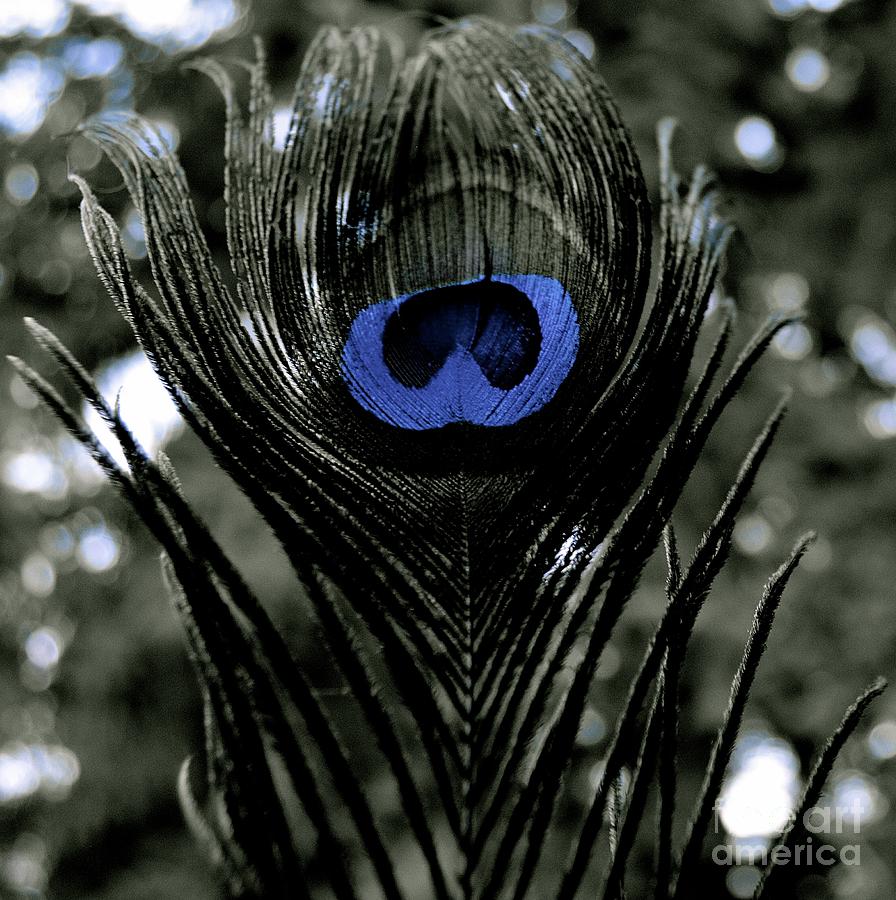 Peacock Photograph - Peacock Blue  by Lisa  Telquist