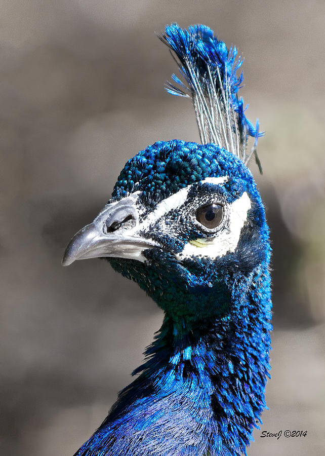 Peacock Blue Photograph by Stephen Johnson