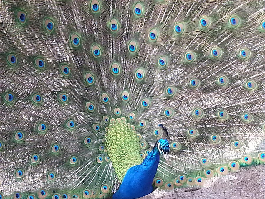 Peacock Bow Photograph by Caryl J Bohn
